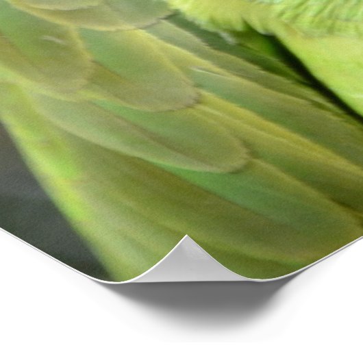 Poster Le Curieux Parrot (Coin)