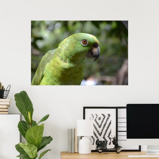 Poster Le Curieux Parrot (Bureau à domicile)