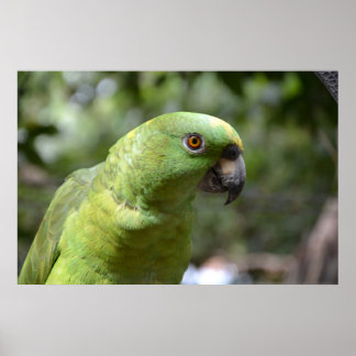 Poster Le Curieux Parrot