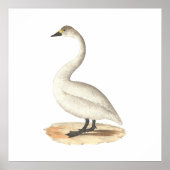 Poster Le cygne américain (Cygnus americanus) (Devant)