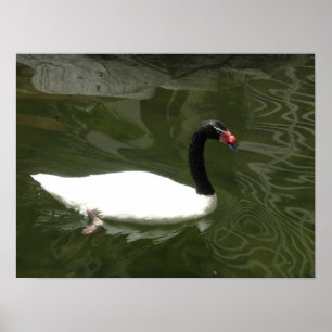 Poster Le cygne blanc