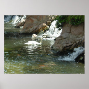 Poster Le cygne blanc