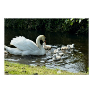 Poster Le cygne blanc avec les pousses