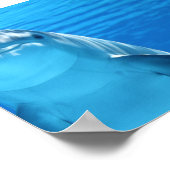 Poster Le dauphin de Bottlenose regarde la caméra sous l' (Coin)