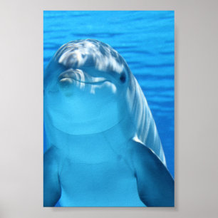 Poster Le dauphin de Bottlenose regarde l'appareil-photo
