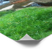 Poster Le Den du Tigre (Coin)