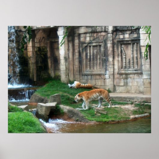 Poster Le Den du Tigre (Devant)