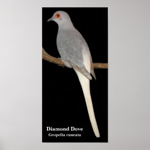 Poster le diamant a plongé, colombe de diamant, cuneata