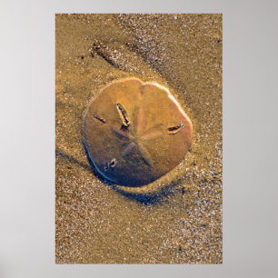 Poster Le dollar de sable a indiqué sur la plage   Hilto