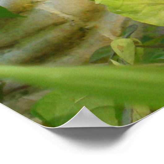 Poster Le dos de Bouddha (Coin)