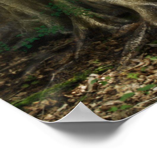 Poster Le Dryad (Coin)