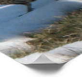 Poster Le faisan de Ringneck (Coin)