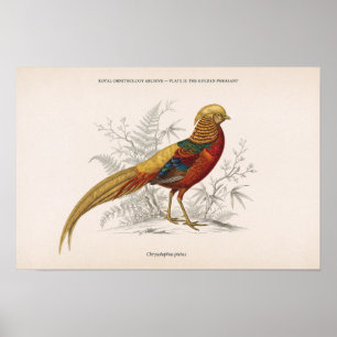 Poster Le faisan doré oiseau victorien vintage