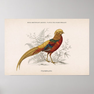 Poster Le faisan doré oiseau victorien vintage