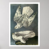 Poster Le faucon glauque d'Audubon (Devant)