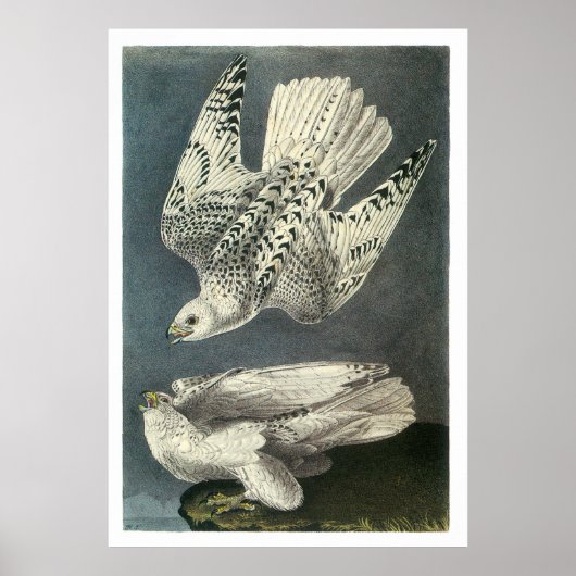Poster Le faucon glauque d'Audubon (Devant)
