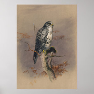 Poster Le faucon islandais par Joseph Wolf