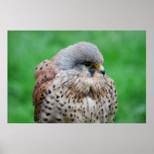 Poster Le faucon kestrel américain