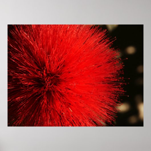 Poster Le feu d'artifice de la nature (Devant)