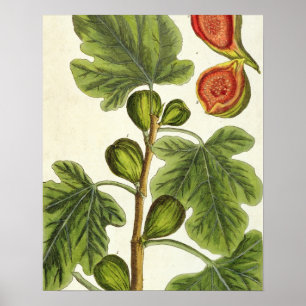 Poster Le figuier, plaquent 125 "d'un de fines herbes