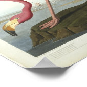 Poster Le Flamant rose fait un tour (Coin)