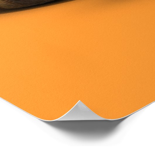 Poster Le Fox Le Plus Intelligent Du Campus (Coin)