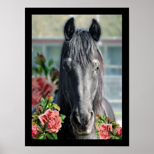 Poster Le friésien - Portrait (Devant)