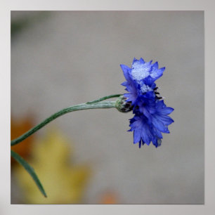 Poster Le froid de l'hiver