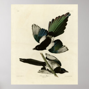 Poster Le gâteau américain des oiseaux d'Amérique d'Audub