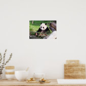 Poster Le géant Panda Mei Xiang (Cuisine)