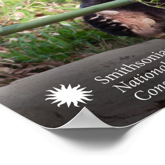 Poster Le géant Panda Mei Xiang (Coin)