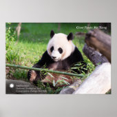 Poster Le géant Panda Mei Xiang (Devant)