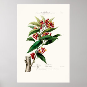 Poster Le Giroflier Red Clove Amerique Botanique
