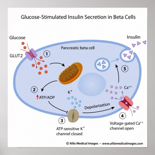 Poster Le glucose induit la sécrétion d'insuline dans les (Devant)