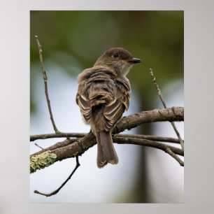 Poster Le Gobe-Mouche