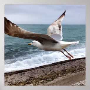 Poster Le Goëland d'Etretat français