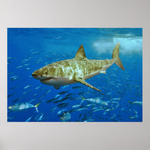 Poster Le grand Carcharias de Carcharodon de requin blanc