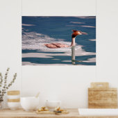 Poster Le Grand Crested Grebe (Podiceps cristatus) (Cuisine)