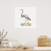 Poster Le grand héron bleu (Ardea herodias) (Cuisine)