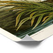 Poster Le Grand Héron Bleu John Audubon Oiseaux d'Amériqu (Coin)