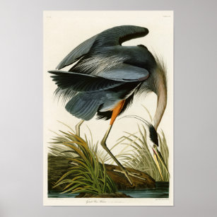 Poster Le Grand Héron Bleu John Audubon Oiseaux d'Amériqu