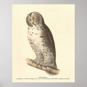 Poster Le grand hibou gris (Strix nebulosa) NY Bird Image