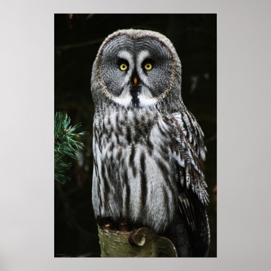 Poster Le grand hibou gris wapcnm (Devant)