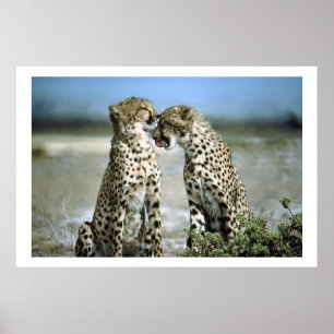 Poster Le guépard embrasse l'affiche de faune