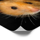 Poster Le Hamster (Coin)