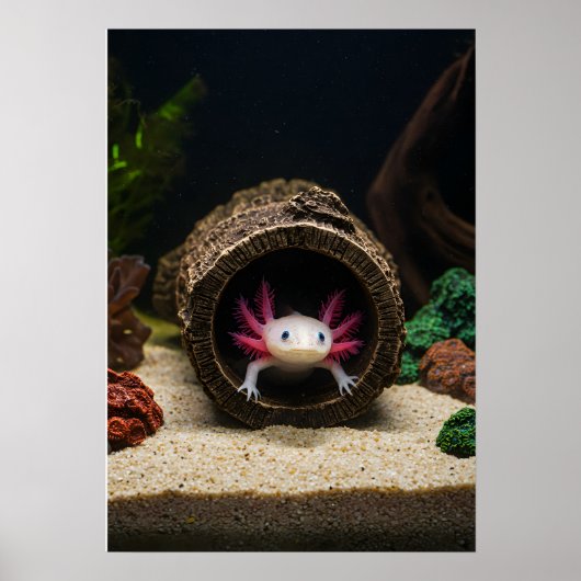 Poster Le haut de l'Axolotl (Devant)