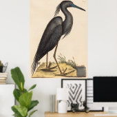 Poster Le héron bleu (Ardea coerulea) (Bureau à domicile)
