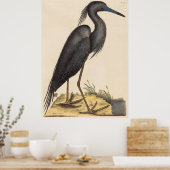 Poster Le héron bleu (Ardea coerulea) (Cuisine)