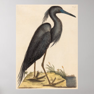 Poster Le héron bleu (Ardea coerulea)