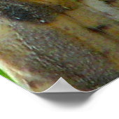 Poster Le hibou donne un coup de pied (Coin)